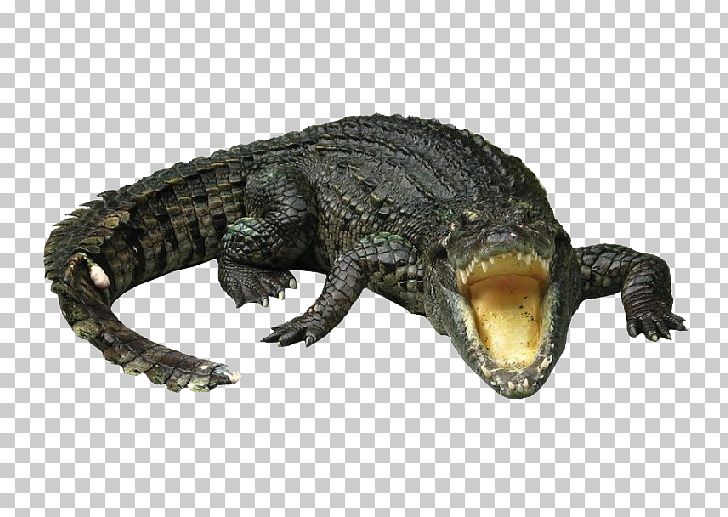 Nile Crocodile Gharial Chinese Alligator PNG, Clipart, Alligator, American Alligator, Animal, Animals, Crocodile Free PNG Download