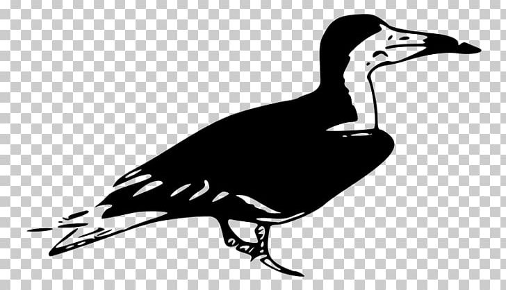 Monochrome Fauna Wildlife PNG, Clipart, Beak, Bird, Black And White, Blog, Computer Icons Free PNG Download