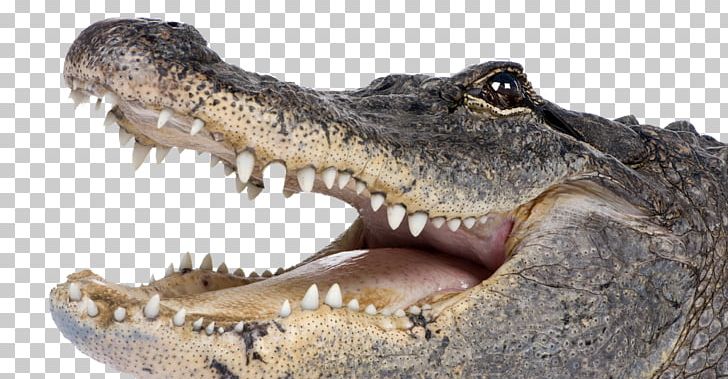 Saltwater Crocodile American Crocodile American Alligator PNG, Clipart, Alligator, American Alligator, American Crocodile, Animal, Crocodile Free PNG Download
