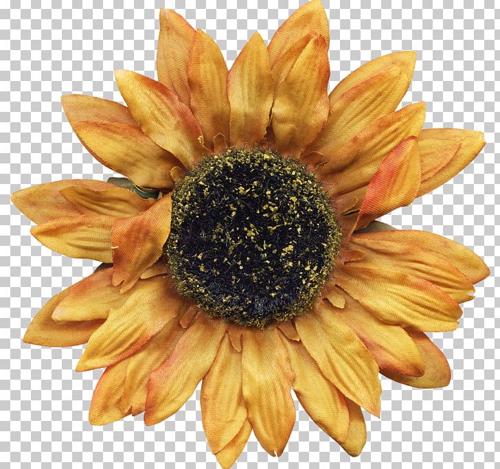 Sunflower M PNG, Clipart, Bnf, Daisy Family, Flower, Flowering Plant, Others Free PNG Download