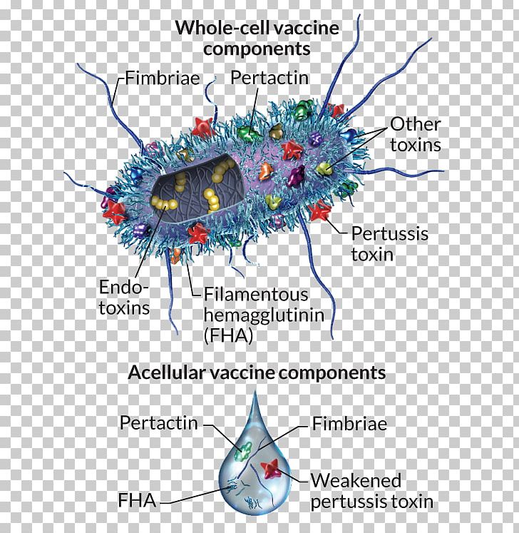Bordetella Pertussis Pertussis Vaccine Endotoxin PNG, Clipart, Bacteria, Bacterial Cell Structure, Bacterial Disease, Bounce Back, Cell Free PNG Download