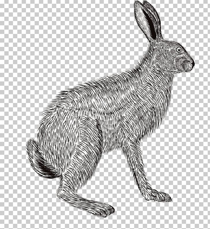 Domestic Rabbit European Rabbit Hare Pencil Sketch PNG, Clipart, Black And White, Cartoon, Color, Color Pencil, Dog Like Mammal Free PNG Download