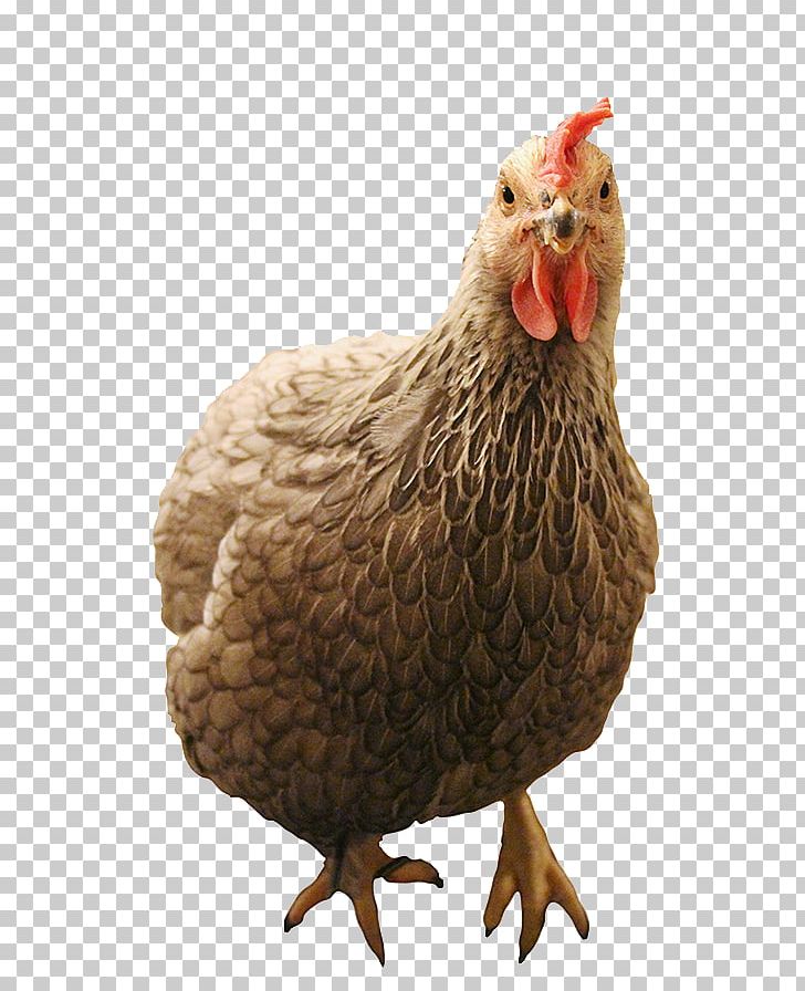 Rooster Leghorn Chicken Free-range Eggs Poultry PNG, Clipart, Beak, Bird, Breed, Chicken, Chicken As Food Free PNG Download