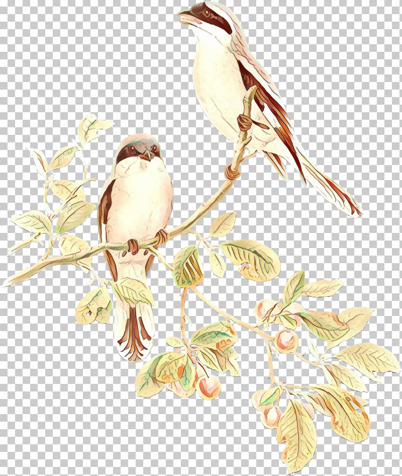 Branch Bird Plant Twig Flower PNG, Clipart, Bird, Branch, Finch, Flower, House Sparrow Free PNG Download