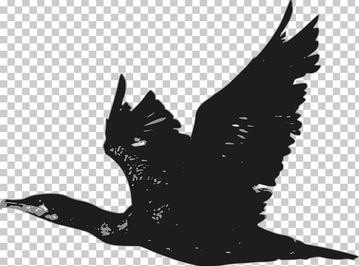 Cormorant PNG, Clipart, Beak, Bird, Bird Of Prey, Bitmap, Black Free PNG Download
