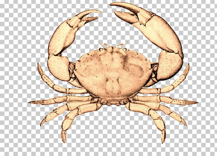 Florida Stone Crab Christmas Island Red Crab Chesapeake Blue Crab PNG, Clipart, Animal, Animals, Animal Source Foods, Arthropod, Chesapeake Blue Crab Free PNG Download