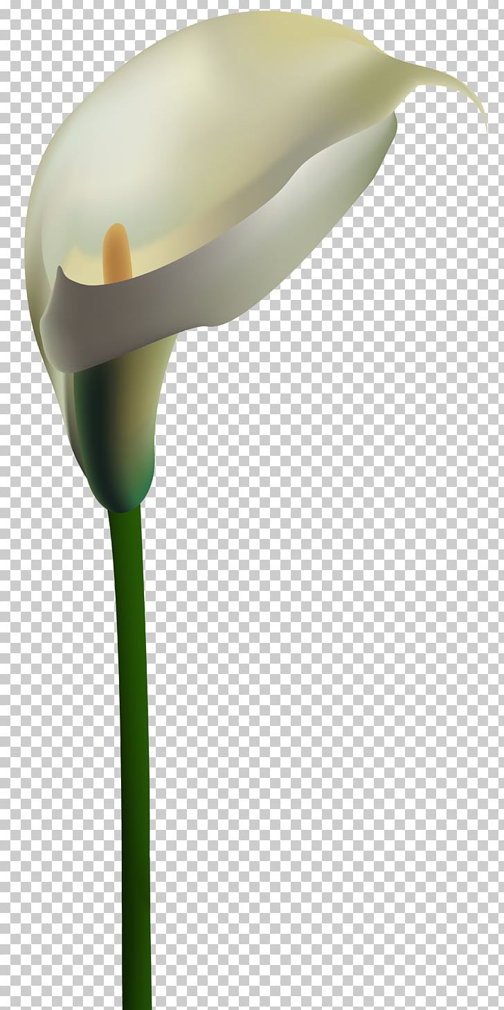 Lilium PNG, Clipart, Blog, Callalily, Calla Lily, Desktop Wallpaper, Digital Media Free PNG Download