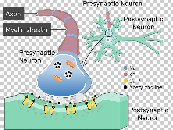 Neurotransmitter Synapse Cholinergic Acetylcholine Neurotransmission PNG, Clipart, Action Potential, Area, Cartoon, Chemical Synapse, Choline Free PNG Download