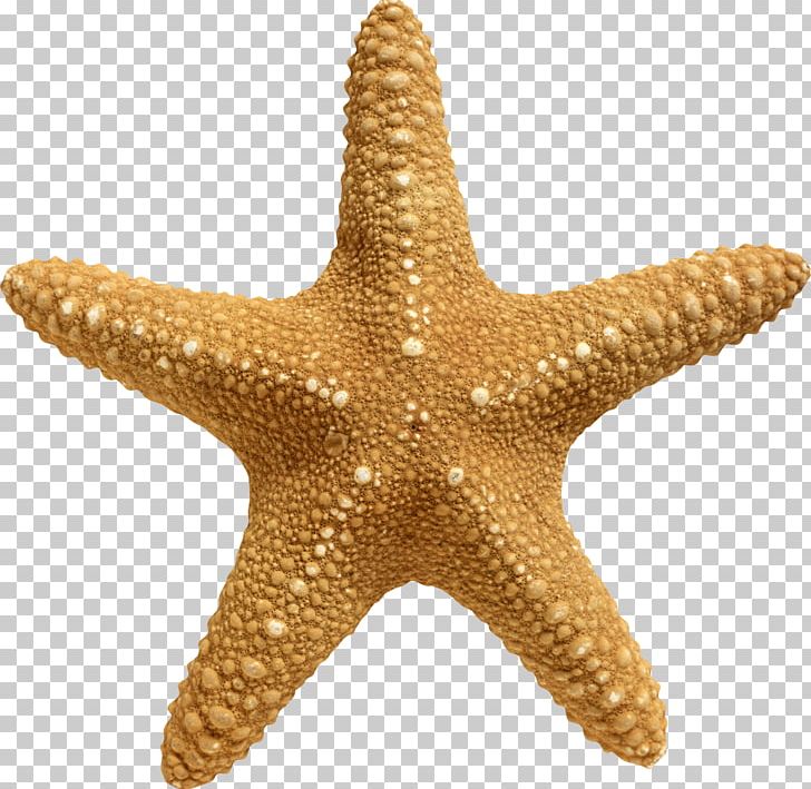 Rotational Symmetry Sea Starfish Stock Photography PNG, Clipart, Anchor, Echinoderm, Information, Invertebrate, Marine Invertebrates Free PNG Download