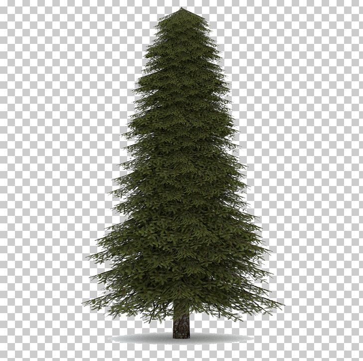 Abies Concolor Pine Balsam Fir Norway Spruce Noble Fir PNG, Clipart, Abies Concolor, Beauty, Biome, Christmas Decoration, Christmas Tree Free PNG Download