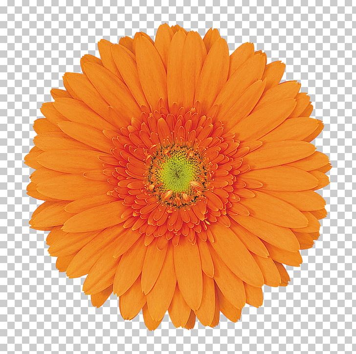 Sealing Wax Graphics Illustration PNG, Clipart, Calendula, Chrysanths, Cut Flowers, Daisy Family, Flower Free PNG Download
