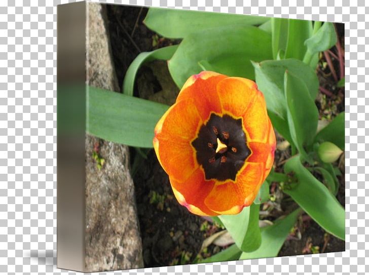 Tulip Wildflower PNG, Clipart, Flower, Flowering Plant, Orange, Plant, Seed Plant Free PNG Download