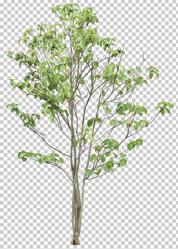 Twig Tree Leaf PNG, Clipart, Albero, Branch, Clip Art, Cottonwood, Flowering Plant Free PNG Download