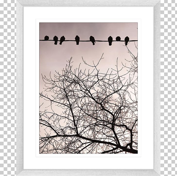 Frames PNG, Clipart, Bird, Black And White, Branch, Flower, Others Free PNG Download