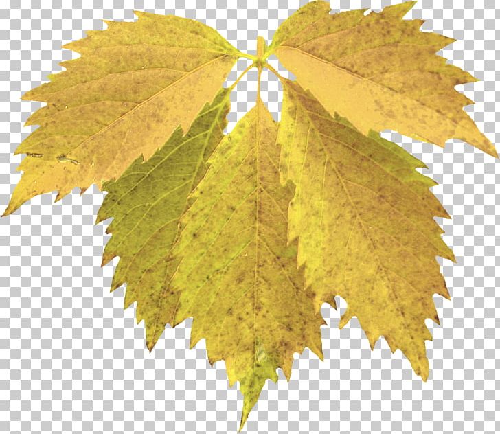 Grape Leaves Maple Leaf Grapevines PNG, Clipart, Grape Leaves, Grapevines, Leaf, Maple Leaf, Tree Free PNG Download