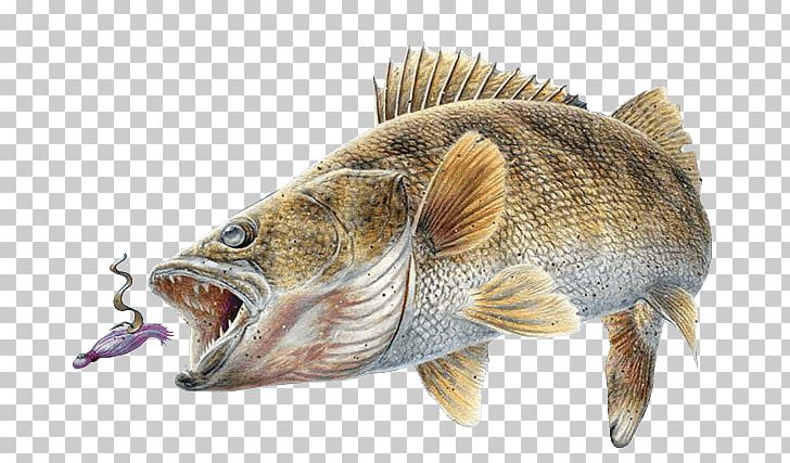 Northern Pike Walleye Perch Recreational Fishing Western Basin Of Lake Erie PNG, Clipart, Angling, Animal Source Foods, Barramundi, Bass, Bluegill Free PNG Download