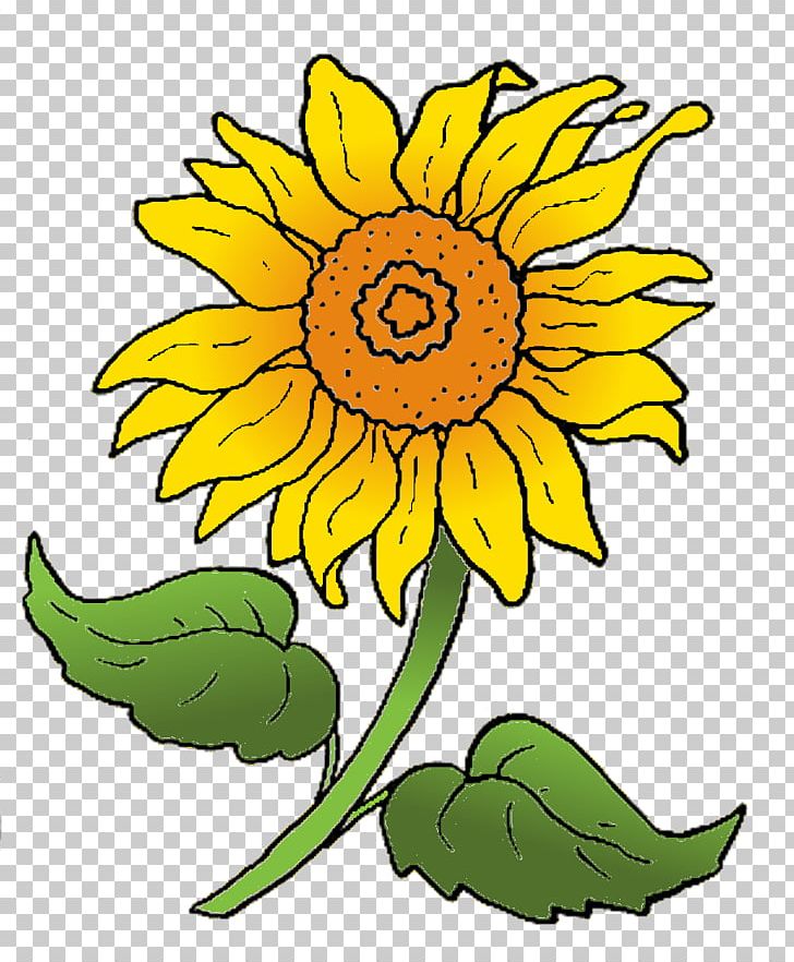 Common Sunflower Sunflower Seed Cut Flowers PNG, Clipart, Artwork, Blume, Common Sunflower, Crocus, Cut Flowers Free PNG Download