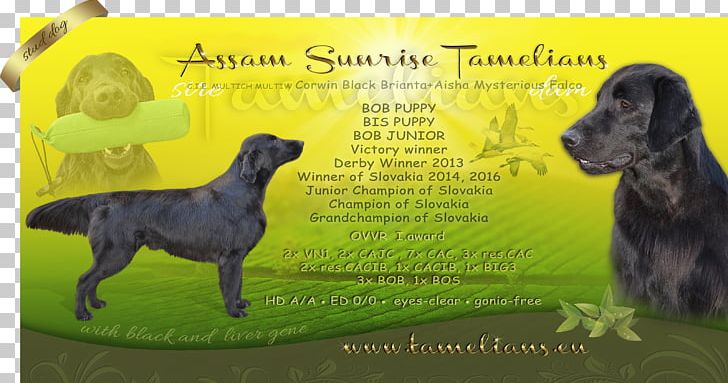 Dog Breed Great Dane Sporting Group Obedience Training Advertising PNG, Clipart, Advertising, Assam, Breed, Crossbreed, Dog Free PNG Download