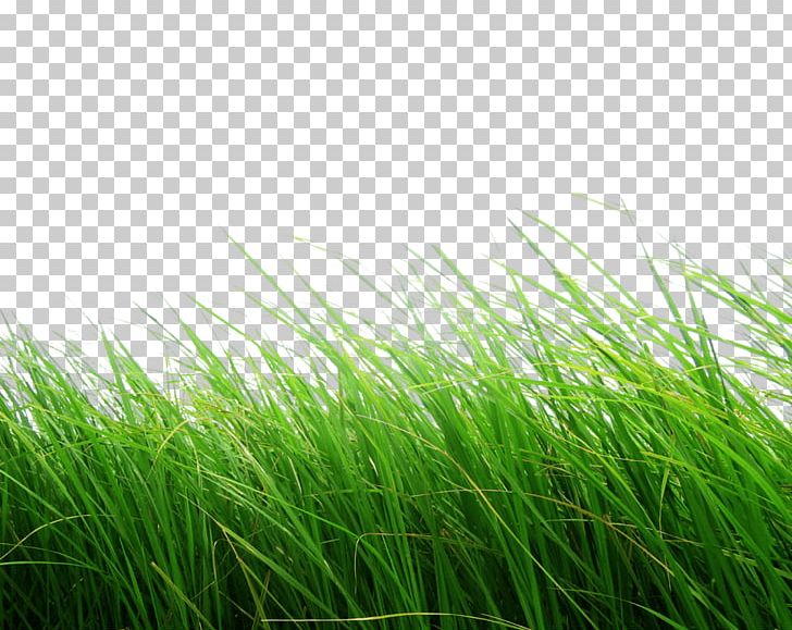 High Grass PNG, Clipart, Grass, Nature Free PNG Download