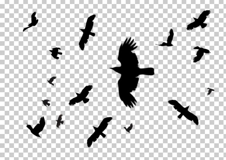 Hooded Crow Bird Flight Common Raven Columbidae PNG, Clipart, Animal Migration, Animals, Beak, Bird, Bird Flight Free PNG Download