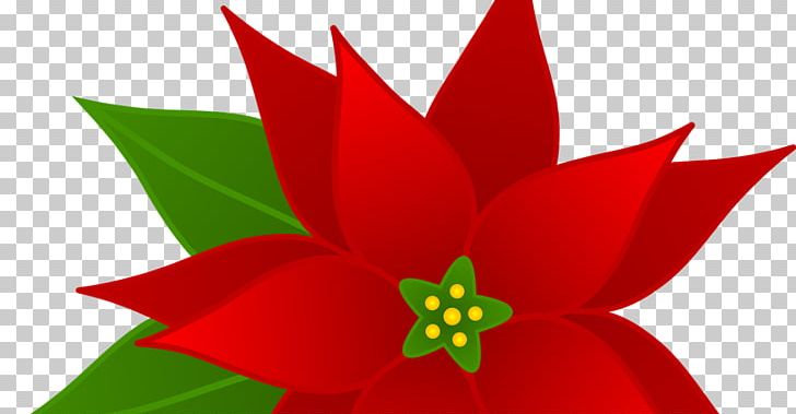 Poinsettia Christmas PNG, Clipart, Christmas, Christmas Tree, Download, Flora, Flower Free PNG Download