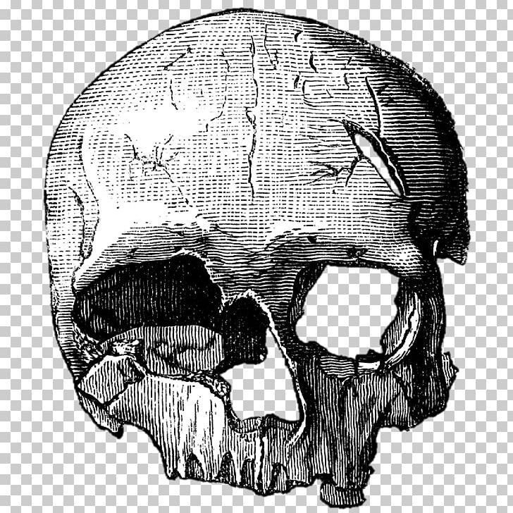 Skull Cro-Magnon Drawing Bone PNG, Clipart, Anatomy, Atlas, Black And White, Bone, Calaveras Free PNG Download