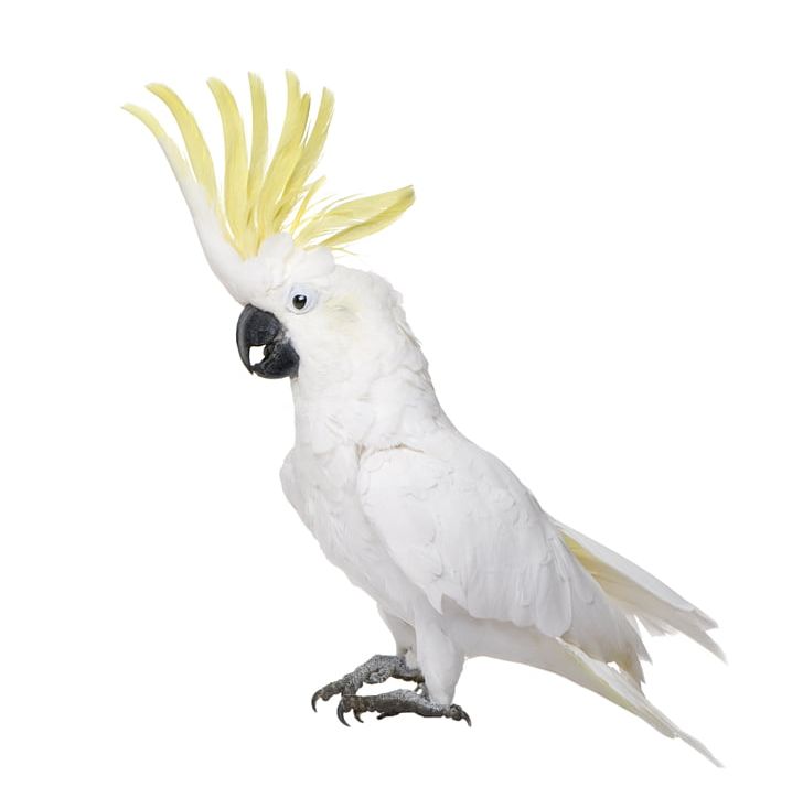 White Cockatoo Bird Cockatiel Budgerigar PNG, Clipart, Alexandrine Parakeet, Animals, Beak, Bird, Cage Free PNG Download