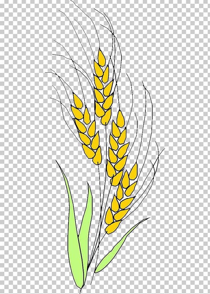 Grasses Ear Rice PNG, Clipart, Artwork, Black And White, Branch, Brown Rice, Bumper Free PNG Download