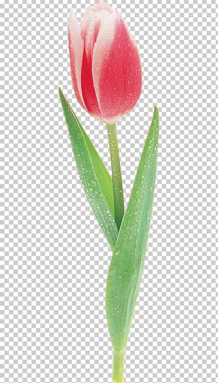 Tulip Cut Flowers Green Photography PNG, Clipart, Black And White, Bud, Chartreuse, Closeup, Cut Flowers Free PNG Download