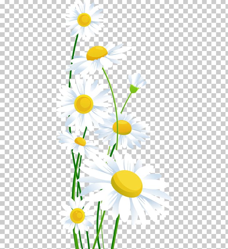 Common Daisy Open Oxeye Daisy PNG, Clipart, Artwork, Branch, Chamomile, Common Daisy, Computer Wallpaper Free PNG Download
