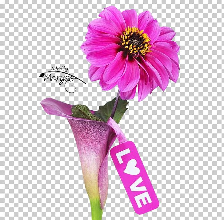 Cut Flowers Petal Oyster Valentine's Day PNG, Clipart, Annual Plant, Aster, Author, Character, Cut Flowers Free PNG Download