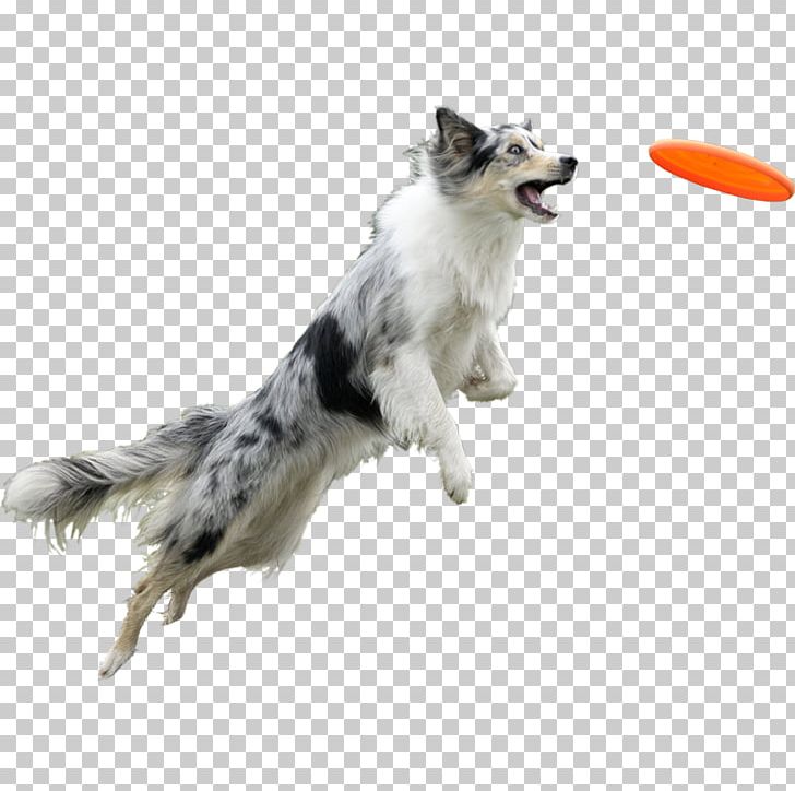 Dog Walking Cat Puppy PNG, Clipart, Animal, Animals, Border Collie, Canicross, Carnivoran Free PNG Download