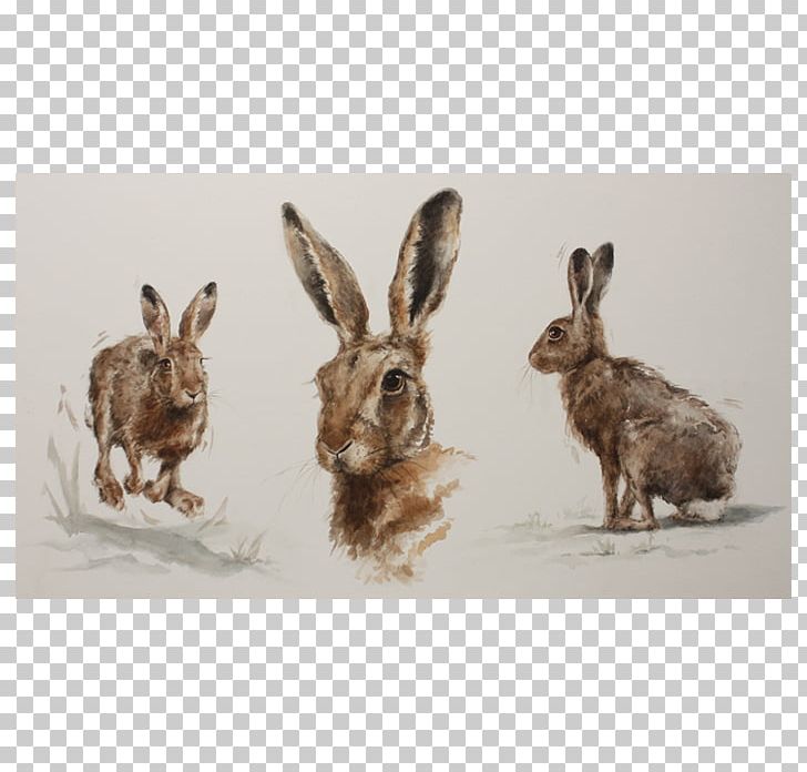 Domestic Rabbit Hare Wildlife Fauna PNG, Clipart, Animals, Domestic Rabbit, Elephant Watercolour, Fauna, Hare Free PNG Download