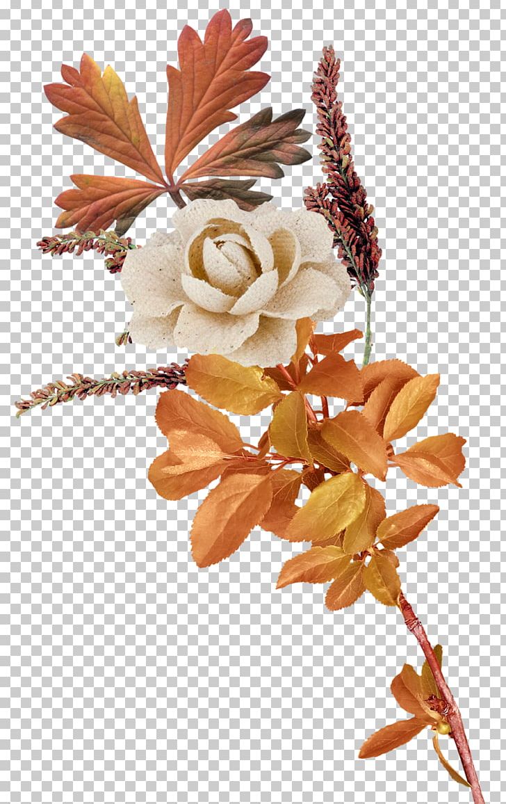 Flower PNG, Clipart, Autumn, Flower, Nature Free PNG Download