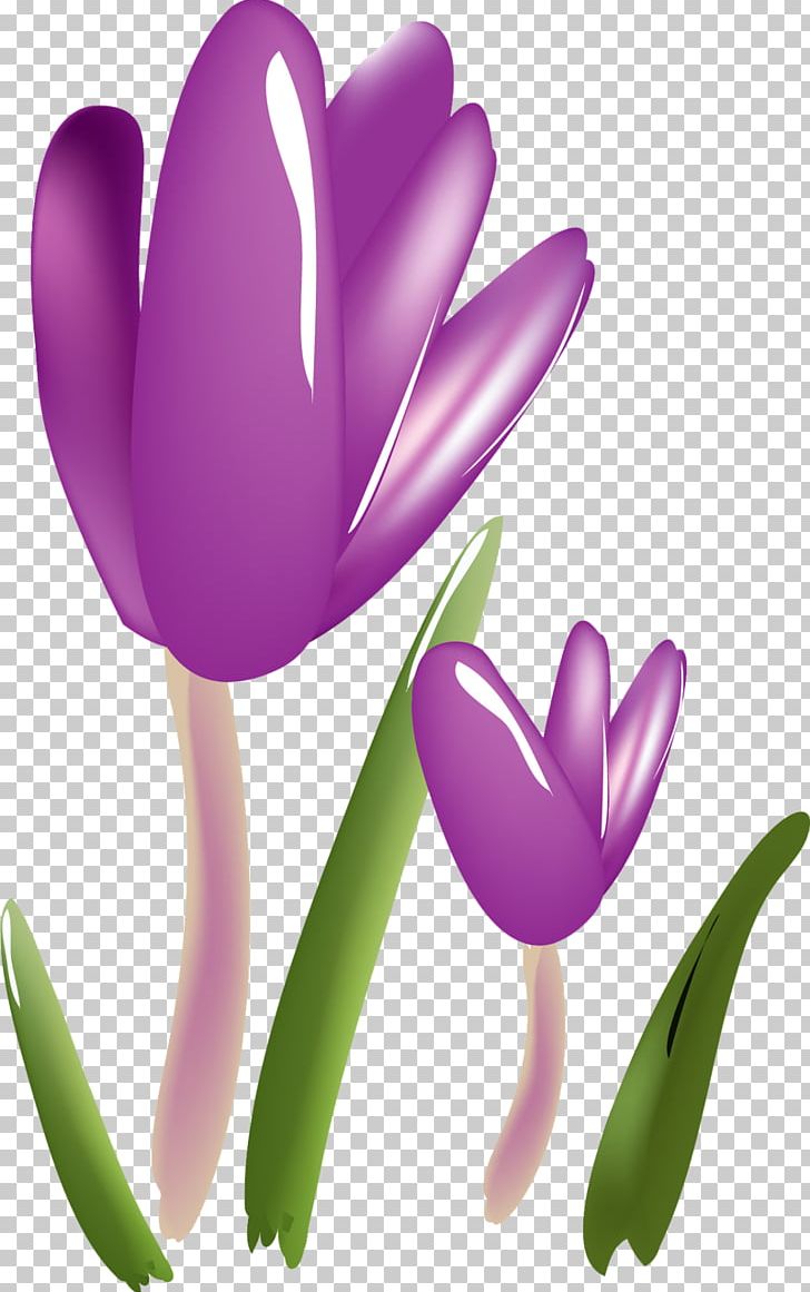 Flower Crocus Plant Saffron Tulip PNG, Clipart, Architecture, Child, Creative Work, Crocus, Flower Free PNG Download