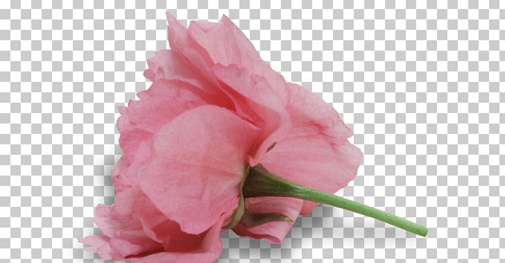 Garden Roses Cabbage Rose Cut Flowers Petal Plant Stem PNG, Clipart, Closeup, Cut Flowers, Flower, Flowering Plant, Garden Free PNG Download