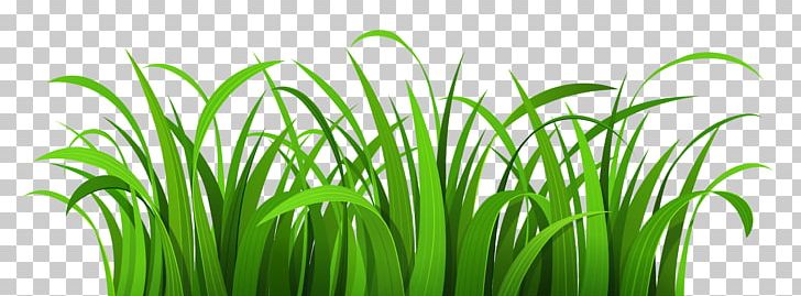 Lawn PNG, Clipart, Animation, Blog, Chrysopogon Zizanioides, Clip Art, Commodity Free PNG Download