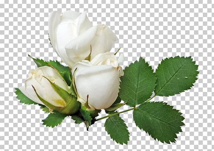 Rose Flower PNG, Clipart, Art White, Bud, Clip Art, Cut Flowers, Desktop Wallpaper Free PNG Download