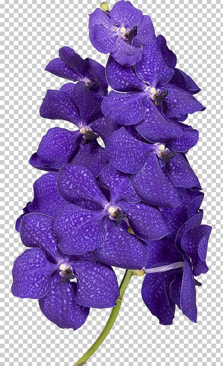 TCFlowers Violet PNG, Clipart, Beautiful Flowers, Blue, Color, Cut Flowers, Delphinium Free PNG Download