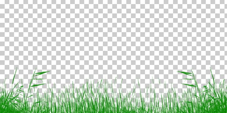 Lawn Meadow Grassland Grasses Desktop PNG, Clipart, Commodity, Computer, Computer Wallpaper, Desktop Wallpaper, Family Free PNG Download