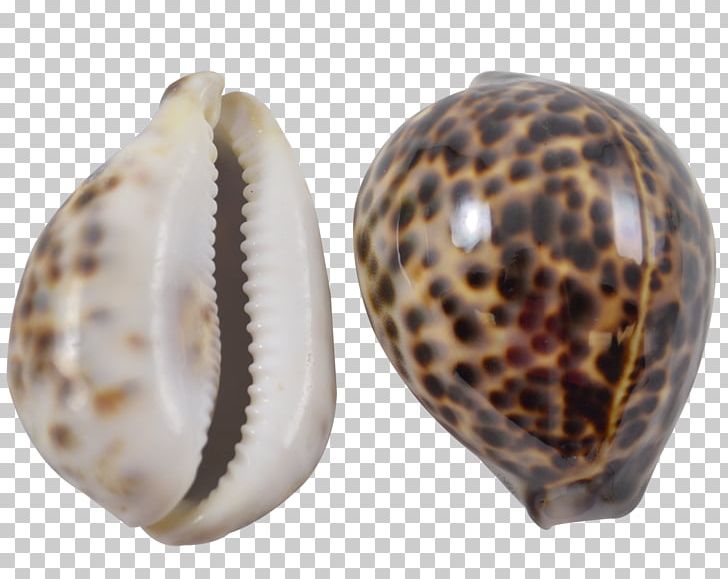 Seashell Clam Cypraea Tigris Cowry Conchology PNG, Clipart, Animals, Clam, Clams Oysters Mussels And Scallops, Cockle, Conch Free PNG Download