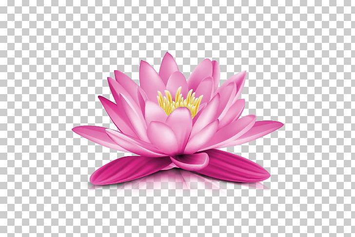 Water Lily PNG, Clipart, Aquatic Plant, Computer Wallpaper, Dahlia, Drawing, Encapsulated Postscript Free PNG Download