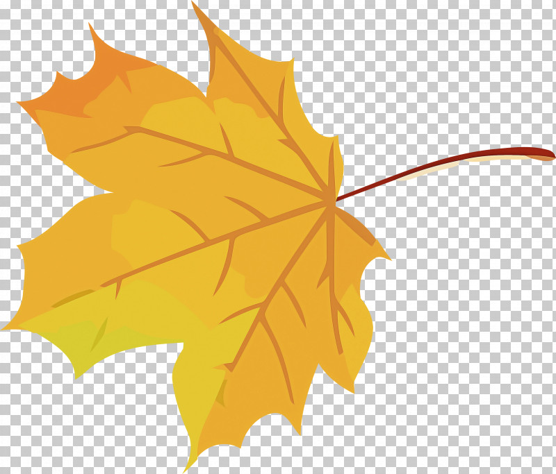 Autumn Leaf Yellow Leaf Leaf PNG, Clipart, Autumn, Autumn Leaf, Black Maple, Deciduous, Flower Free PNG Download