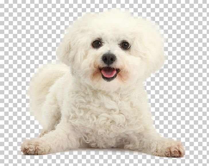 Bichon Frise Maltese Dog Bolognese Dog Havanese Dog Poodle Png Clipart Animal Animals Bichon Bichon Frisas