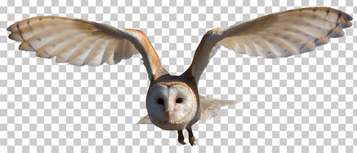 Bird Snowy Owl Barn Owl Portable Network Graphics Eurasian Eagle-owl PNG, Clipart, Animal Figure, Animals, Barn Owl, Beak, Bird Free PNG Download