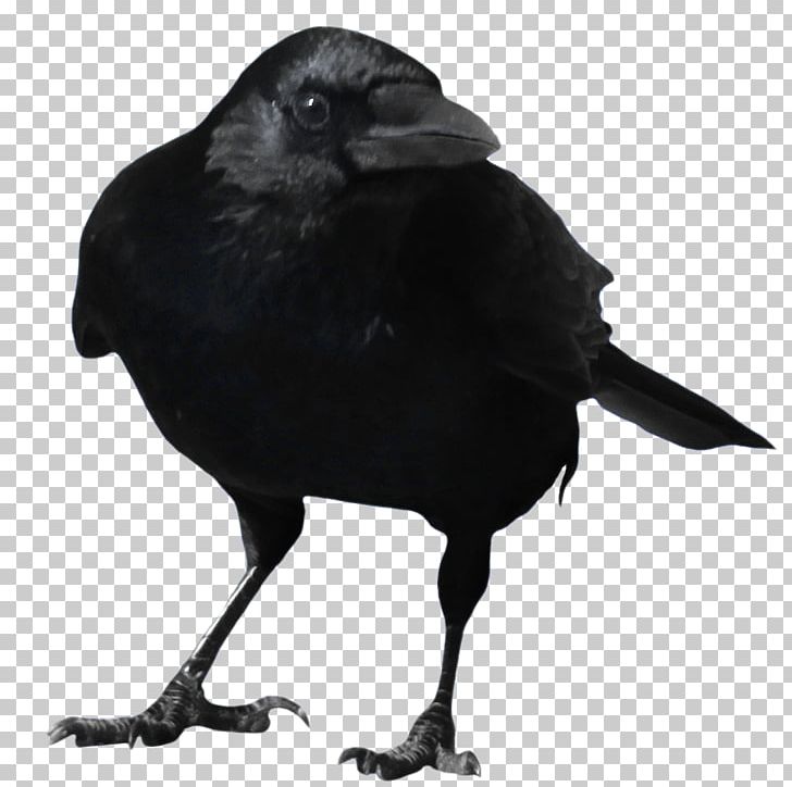 Crow PNG, Clipart, American Crow, Animals, Beak, Bird, Black And White Free PNG Download