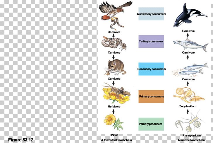 Food Chain Food Web Organism Primary Producers Trophic Level PNG, Clipart, Animal Figure, Biology, Body Jewelry, Community, Consumer Free PNG Download