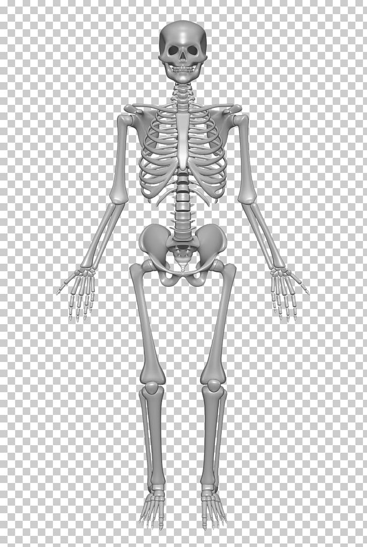 Human Skeleton Human Body Anatomy Bone PNG, Clipart, Abdomen, Appendicular Skeleton, Arm, Black And White, Costume Design Free PNG Download