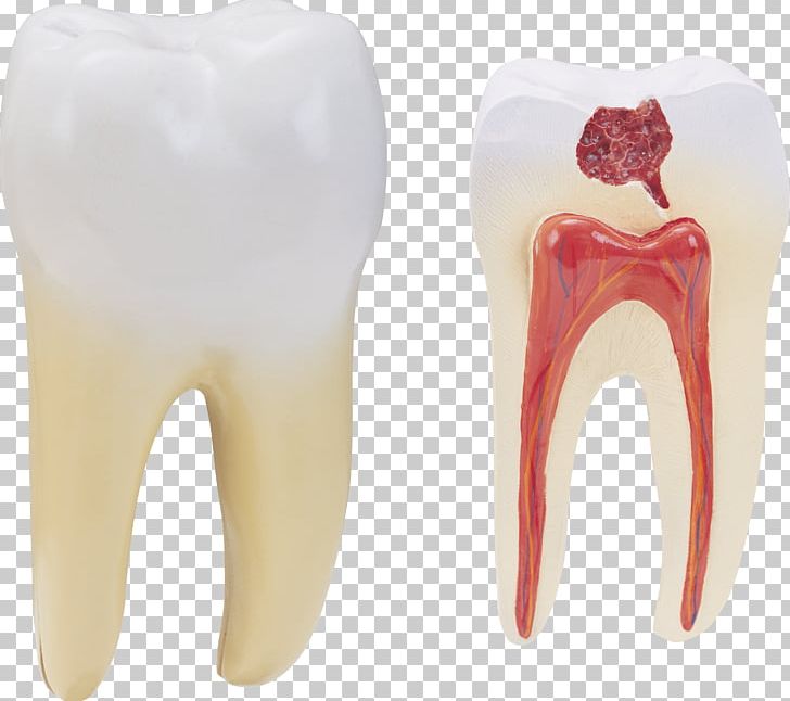 Human Tooth Molar PNG, Clipart, Canine Tooth, Computer Icons, Dentistry, Desktop Wallpaper, Download Free PNG Download