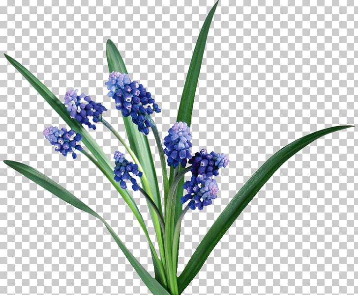 Hyacinth Flower English Lavender Bit Png Clipart Biology Bit Blue Color Depositfiles Free Png Download